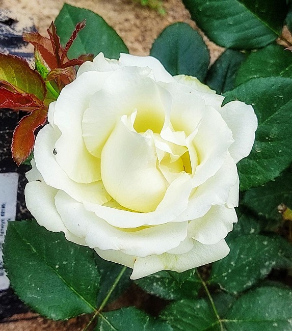 Роза чайно-гибридная Аваланж 1 шт